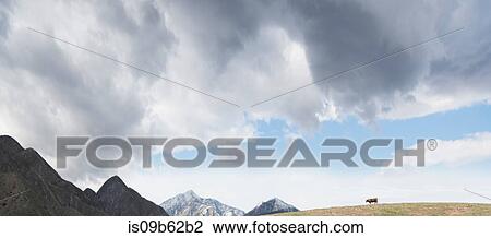 Stock Image - Panoramic view of distant cow on hill in mountain landscape. Fotosearch
