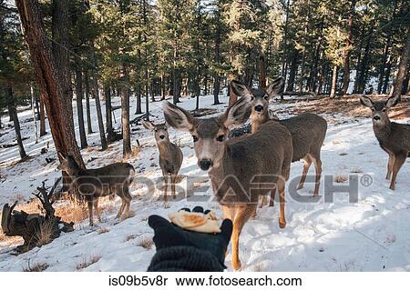 Person holding out hand with food, to entice deer, Florrisant, Colorado, USA View Large Photo Image Stock Photography - Person holding out hand with food, to entice deer, Florrisant, Colorado, USA. Fotosearch