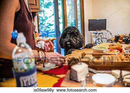 Pet dog watching woman preparing snacks at kitchen counter View Large Photo Image Stock Photo - Pet dog watching woman preparing snacks at kitchen counter. Fotosearch