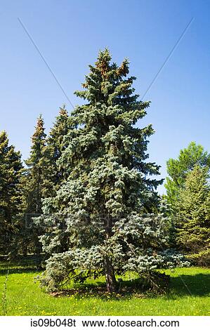 Picea pungens 'Bakeri - Colorado Spruce tree in spring View Large Photo Image Stock Photograph - Picea pungens 'Bakeri - Colorado Spruce tree in spring. Fotosearch