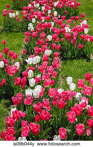 Pink and white Tulipa - Tulip bed on green grass lawn in spring View Large Photo Image Stock Photo - Pink and white Tulipa - Tulip bed on green grass lawn in spring. Fotosearch