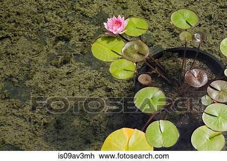 Pink and yellow water lily flower (Nymphaea) growing in black plastic container submerged on the bottom of a man-made pond covered with green algae (Chlorophyta) in summer View Large Photo Image Stock Image - Pink and yellow water lily flower (Nymphaea) growing in black plastic container submerged on the bottom of a man-made pond covered with green algae (Chlorophyta) in summer. Fotosearch