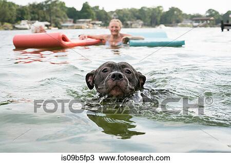 Pitbull dog swimming in lake, Shalimar, Florida, USA View Large Photo Image Stock Image - Pitbull dog swimming in lake, Shalimar, Florida, USA. Fotosearch