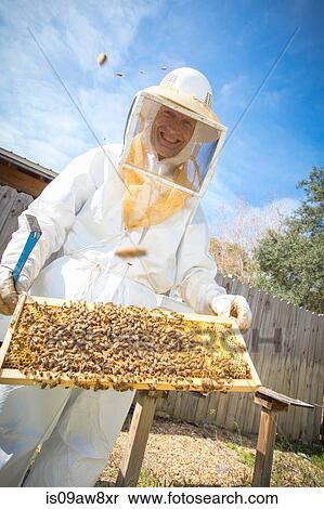 Portrait of beekeeper holding hive frame with bees View Large Photo Image Stock Photography - Portrait of beekeeper holding hive frame with bees. Fotosearch