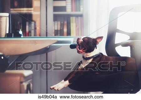 Stock Image - Portrait of boston terrier lying down yawning on office chair. Fotosearch
