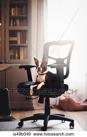 Portrait of boston terrier lying down looking out from office chair View Large Photo Image Stock Photo - Portrait of boston terrier lying down looking out from office chair. Fotosearch