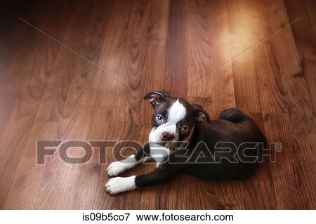 Portrait of boston terrier puppy lying on wooden floor View Large Photo Image Stock Photo - Portrait of boston terrier puppy lying on wooden floor. Fotosearch