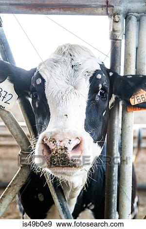 Portrait of calf in stall at organic dairy farm View Large Photo Image Stock Photo - Portrait of calf in stall at organic dairy farm. Fotosearch
