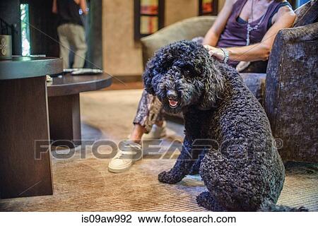 Portrait of cute dog sitting in living room petted by woman View Large Photo Image Stock Image - Portrait of cute dog sitting in living room petted by woman. Fotosearch