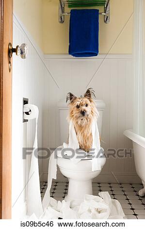 Portrait of cute dog wrapped in toilet paper on toilet seat View Large Photo Image Stock Photograph - Portrait of cute dog wrapped in toilet paper on toilet seat. Fotosearch