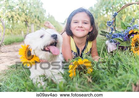 Portrait of girl and dog lying in vineyard with sunflowers View Large Photo Image Picture - Portrait of girl and dog lying in vineyard with sunflowers. Fotosearch