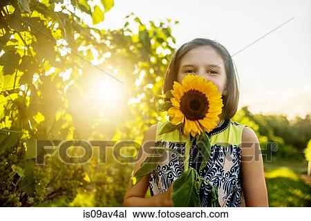Portrait of girl holding sunflower in front of face in sunlit vineyard View Large Photo Image Stock Image - Portrait of girl holding sunflower in front of face in sunlit vineyard. Fotosearch