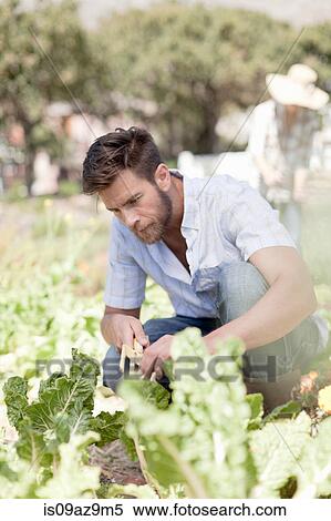 Stock Photography - Portrait of mature in garden, tending to growing vegetables. Fotosearch