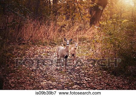Portrait of mother deer and fawn in autumn forest, Cherry Valley, Illinois, USA View Large Photo Image Stock Photo - Portrait of mother deer and fawn in autumn forest, Cherry Valley, Illinois, USA. Fotosearch