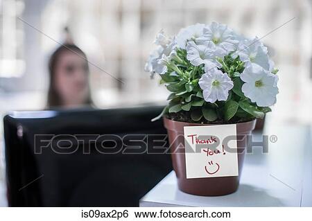 Potted plant with thank you note on office table View Large Photo Image Stock Photograph - Potted plant with thank you note on office table. Fotosearch