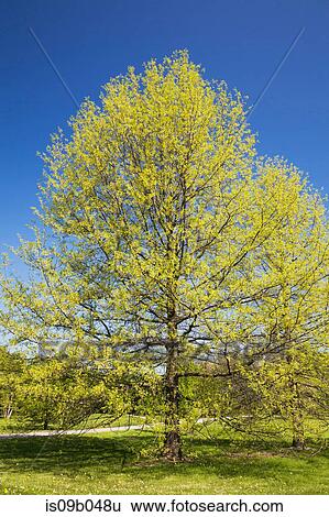 Quercus palustris - Pin Oak tree in spring View Large Photo Image Stock Photograph - Quercus palustris - Pin Oak tree in spring. Fotosearch