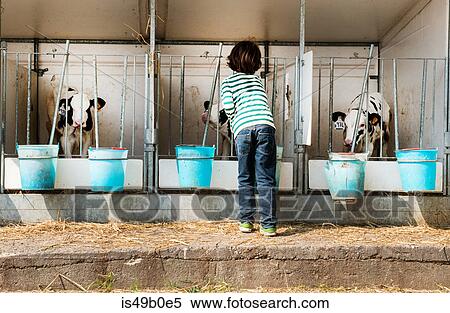 Stock Photography - Rear view of boy petting calves on organic dairy farm. Fotosearch