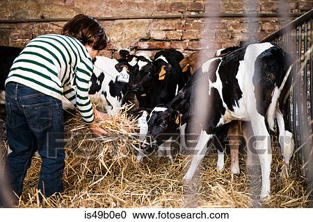 Stock Image - Rear view of boy scattering straw on organic dairy farm. Fotosearch