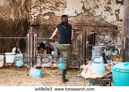 Stock Image - Rear view of female farmer looking at calves on organic dairy farm. Fotosearch