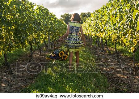 Rear view of girl in vineyard carrying basket of flowers View Large Photo Image Stock Photography - Rear view of girl in vineyard carrying basket of flowers. Fotosearch