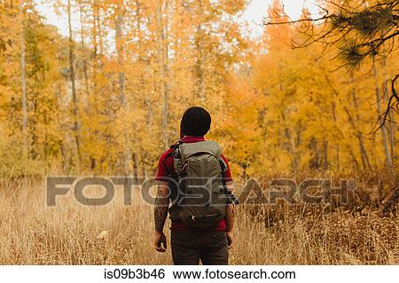 Stock Photograph - Rear view of male hiker hiking in autumn forest, Mineral King, Sequoia National Park, California, USA. Fotosearch