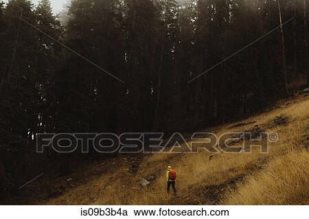 Stock Image - Rear view of male hiker hiking toward forest, Mineral King, Sequoia National Park, California, USA. Fotosearch