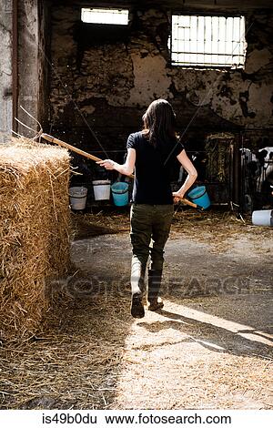 Rear view of organic female farmer with pitch fork on dairy farm View Large Photo Image Stock Photograph - Rear view of organic female farmer with pitch fork on dairy farm. Fotosearch