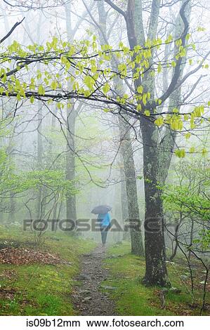Rear view of woman with umbrella walking in Shenandoah National Park, Virginia, USA View Large Photo Image Picture - Rear view of woman with umbrella walking in Shenandoah National Park, Virginia, USA. Fotosearch