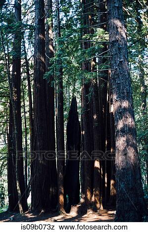 Redwood forest, Big Sur, California, USA View Large Photo Image Stock Photo - Redwood forest, Big Sur, California, USA. Fotosearch