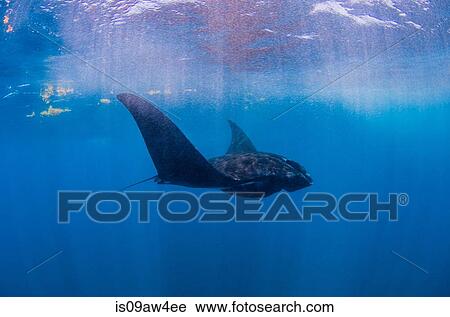 Reef mantas near Isla Mujeres, Mexico View Large Photo Image Stock Image - Reef mantas near Isla Mujeres, Mexico. Fotosearch