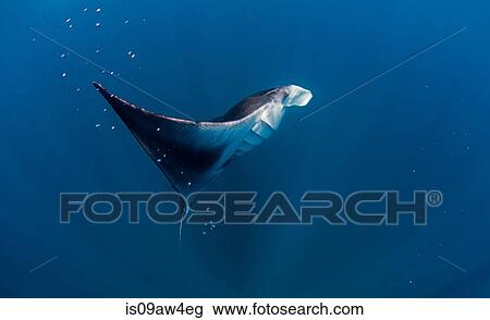 Reef mantas near Isla Mujeres, Mexico View Large Photo Image Stock Image - Reef mantas near Isla Mujeres, Mexico. Fotosearch