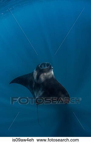 Stock Image - Reef mantas near Isla Mujeres, Mexico. Fotosearch