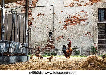 Rooster and chickens in organic farm yard View Large Photo Image Stock Photograph - Rooster and chickens in organic farm yard. Fotosearch