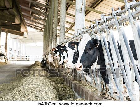 Row of cows looking from stalls at organic dairy farm View Large Photo Image Stock Image - Row of cows looking from stalls at organic dairy farm. Fotosearch