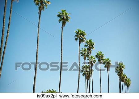 Row of tall palm trees, Los Angeles, USA View Large Photo Image Stock Image - Row of tall palm trees, Los Angeles, USA. Fotosearch