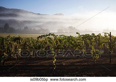 Rows on grape vines in vineyard, California, USA View Large Photo Image Stock Photography - Rows on grape vines in vineyard, California, USA. Fotosearch