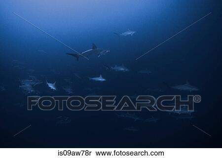Scalloped Hammerheads (Sphyrna Lewini) form large schools and swim together View Large Photo Image Stock Photography - Scalloped Hammerheads (Sphyrna Lewini) form large schools and swim together. Fotosearch