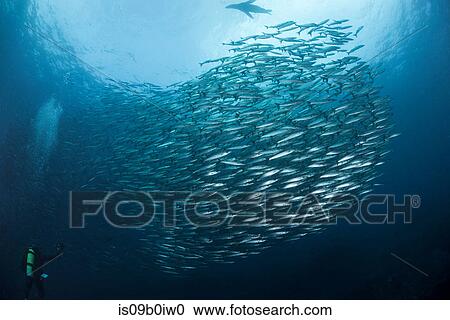 School of pacific barracuda (Sphryaena argentea) swimming above diver with sea lion at surface, Equador View Large Photo Image Stock Image - School of pacific barracuda (Sphryaena argentea) swimming above diver with sea lion at surface, Equador. Fotosearch
