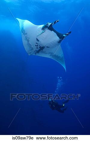 Scuba diver approaches Giant Manta (Manta Birostris) View Large Photo Image Stock Image - Scuba diver approaches Giant Manta (Manta Birostris). Fotosearch