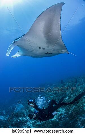 Stock Image - Scuba diver photographing giant manta, Cancun, Mexico. Fotosearch