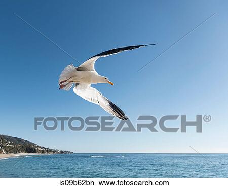 Seagull in flight, Laguna Beach, California, United States, North America View Large Photo Image Picture - Seagull in flight, Laguna Beach, California, United States, North America. Fotosearch
