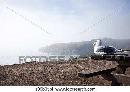 Seagull sitting on picnic table at coast, California, USA View Large Photo Image Stock Image - Seagull sitting on picnic table at coast, California, USA. Fotosearch
