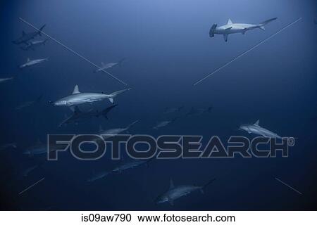 Shy Hammerhead Sharks (Sphyrna Lewini) gather in large schools in deep blue View Large Photo Image Stock Image - Shy Hammerhead Sharks (Sphyrna Lewini) gather in large schools in deep blue. Fotosearch