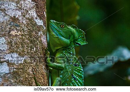 Side view of plumed or double crested basilisk (Basiliscus plumifrons) gripping tree trunk, Costa Rica View Large Photo Image Picture - Side view of plumed or double crested basilisk (Basiliscus plumifrons) gripping tree trunk, Costa Rica. Fotosearch