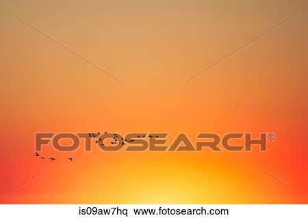 Stock Photography - Silhouette of flock of birds in orange sky at sunset. Fotosearch