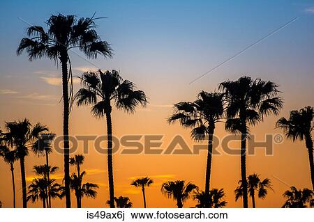Silhouetted palm trees in golden sunset, Encinitas, California, USA View Large Photo Image Stock Image - Silhouetted palm trees in golden sunset, Encinitas, California, USA. Fotosearch