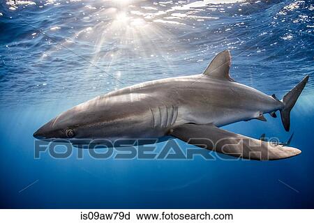 Silky Shark (Carcharhinus Falciformis) swimming close to photographer View Large Photo Image Stock Image - Silky Shark (Carcharhinus Falciformis) swimming close to photographer. Fotosearch