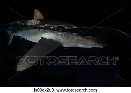 Silky shark (carcharhinus falciformis) on water surface in darkness, attracted to lights of boats, San Benedicto, Revillagigedo, Colima, Mexico View Large Photo Image Stock Photo - Silky shark (carcharhinus falciformis) on water surface in darkness, attracted to lights of boats, San Benedicto, Revillagigedo, Colima, Mexico. Fotosearch