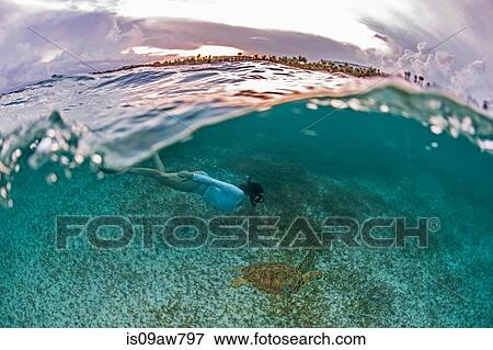 Snorkeler gets close to sea turtle in the shallows of Akumal Bay at sunset, Mexico View Large Photo Image Stock Photo - Snorkeler gets close to sea turtle in the shallows of Akumal Bay at sunset, Mexico. Fotosearch