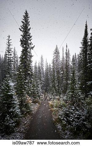 Snowfall in forest of pine trees, Alberta, Canada View Large Photo Image Stock Photo - Snowfall in forest of pine trees, Alberta, Canada. Fotosearch